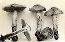 Cortinarius mucifluus image