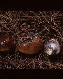 Cortinarius mucosus image