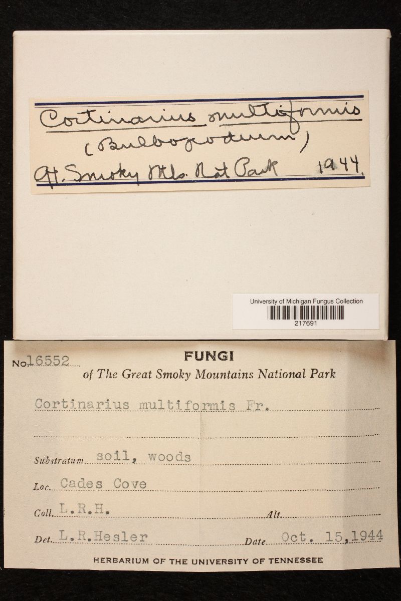 Cortinarius polymorphus image