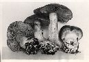 Cortinarius polymorphus image