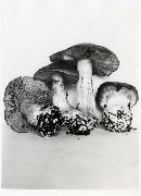 Cortinarius polymorphus image