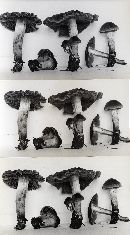 Cortinarius nigrellus image