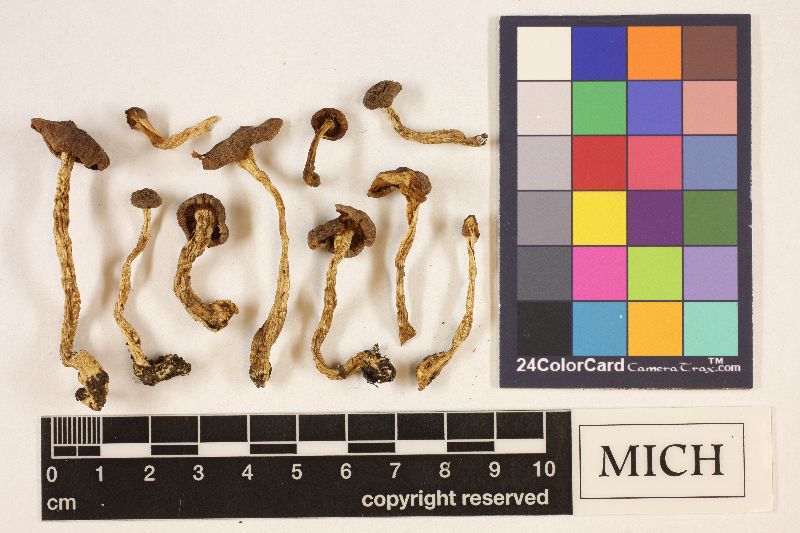 Cortinarius nigrellus var. occidentalis image