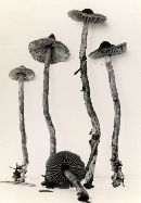 Cortinarius paragaudis image