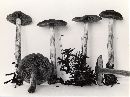 Cortinarius paragaudis image