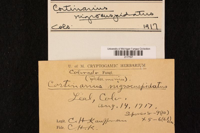 Cortinarius nigrocuspidatus image