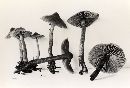 Cortinarius paragaudis image