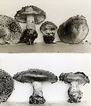 Cortinarius olivaceostramineus image