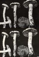 Cortinarius oregonensis image