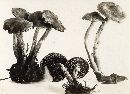 Cortinarius paleaceus image