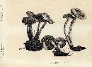 Cortinarius paleaceus image