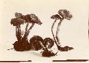 Cortinarius paleaceus image