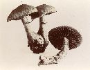 Cortinarius pholideus image