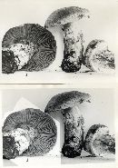 Cortinarius pinetorum image