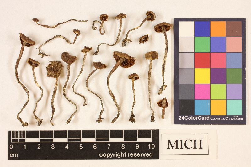 Cortinarius mucicola image