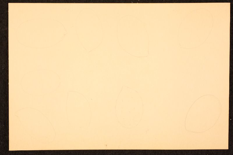 Cortinarius plumiger image