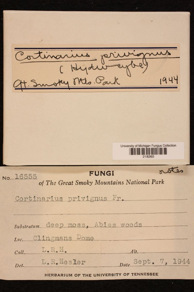 Cortinarius privignus image