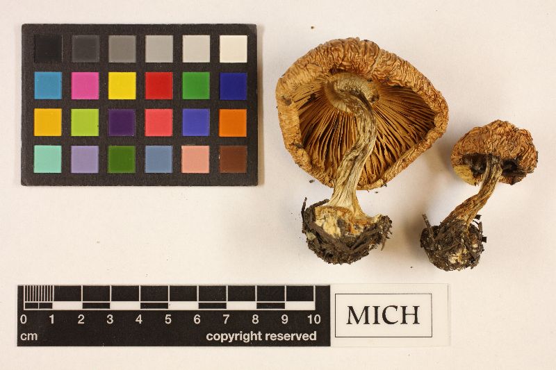 Cortinarius pseudoarquatus image