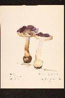 Cortinarius purpurascens image