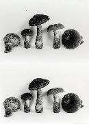 Cortinarius aureifolius var. psammophilus image
