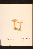 Cortinarius purpureus image