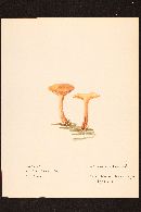 Cortinarius purpureus image