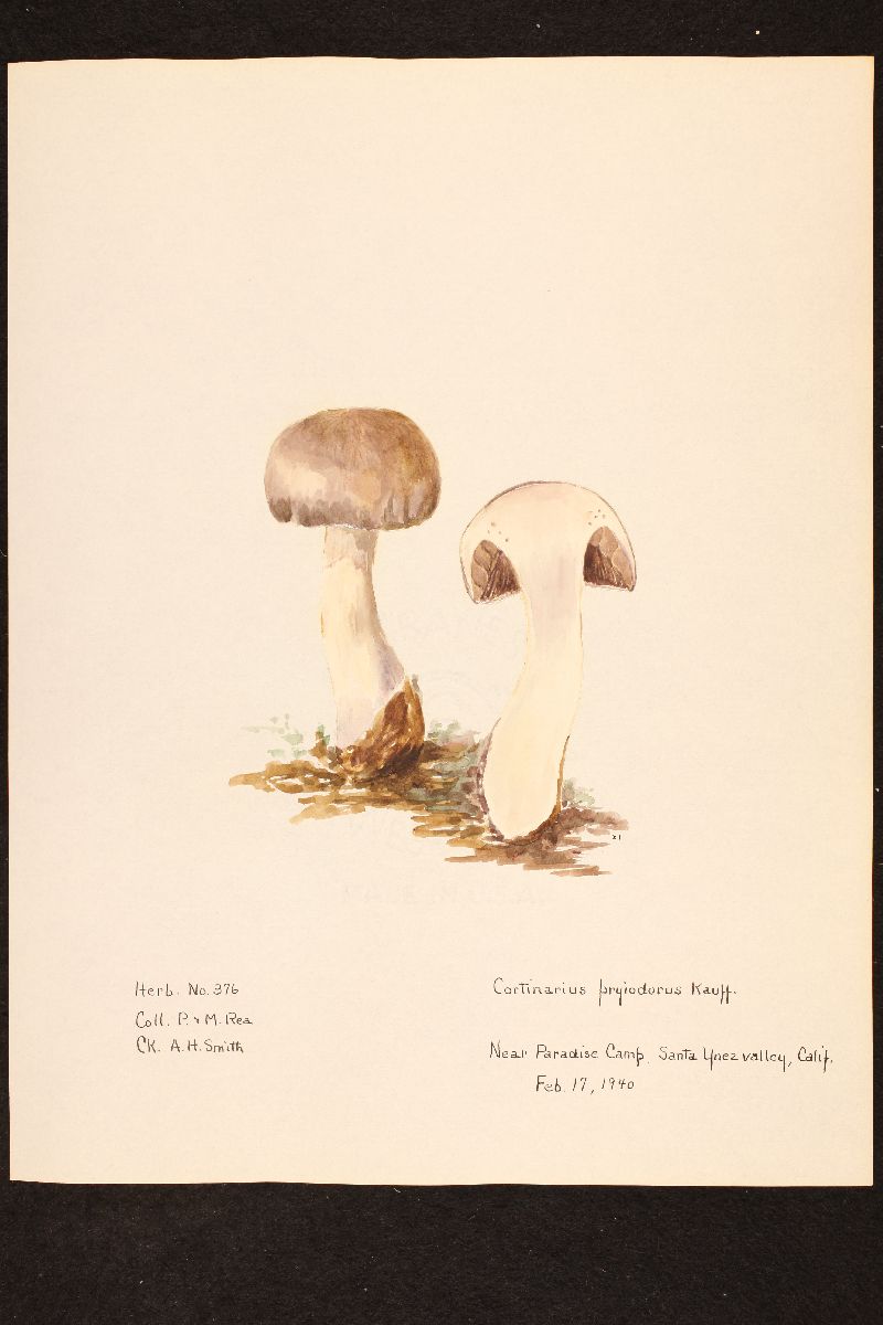 Cortinarius pyriodorus image