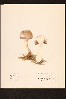 Cortinarius pyriodorus image