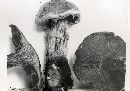 Cortinarius pyriodorus image