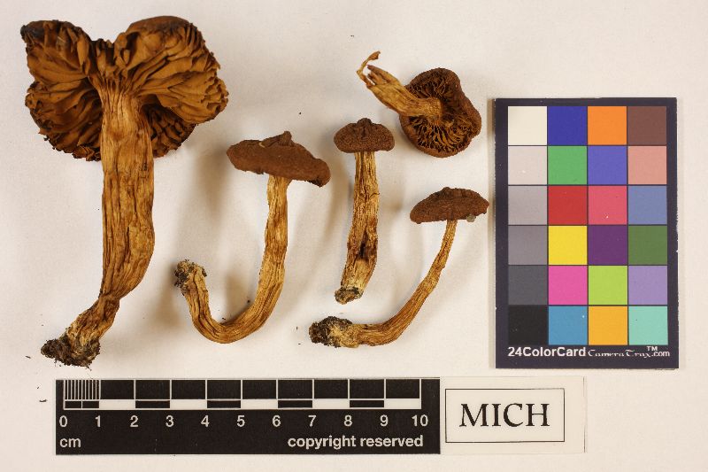 Cortinarius rainierensis image