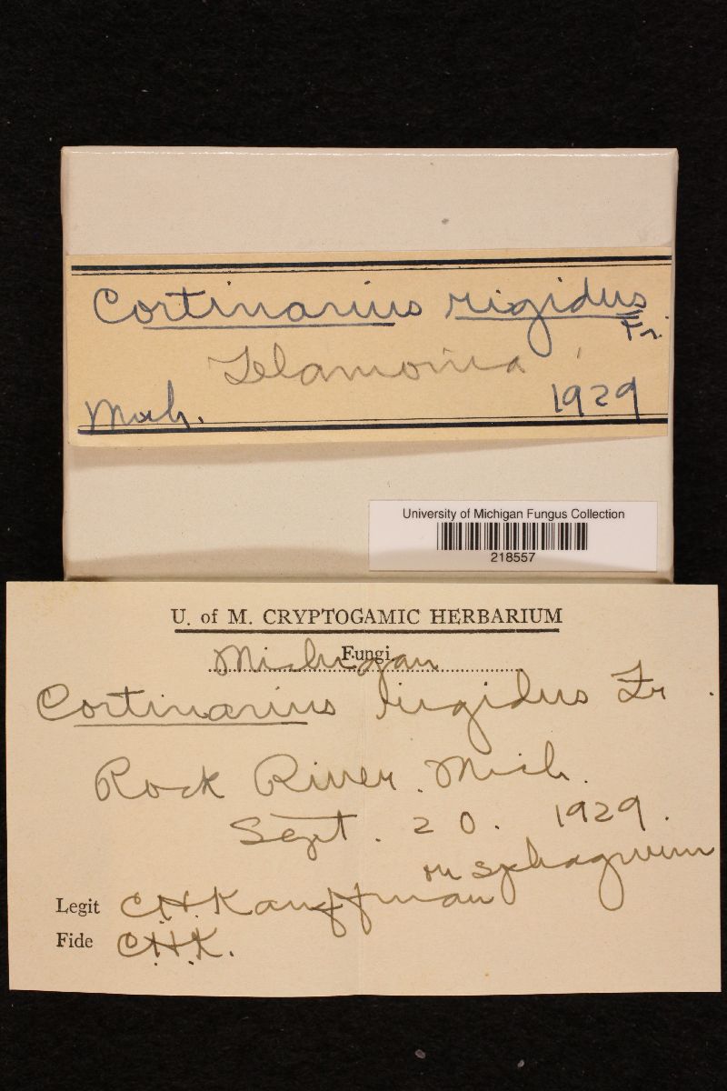 Cortinarius rigidus image