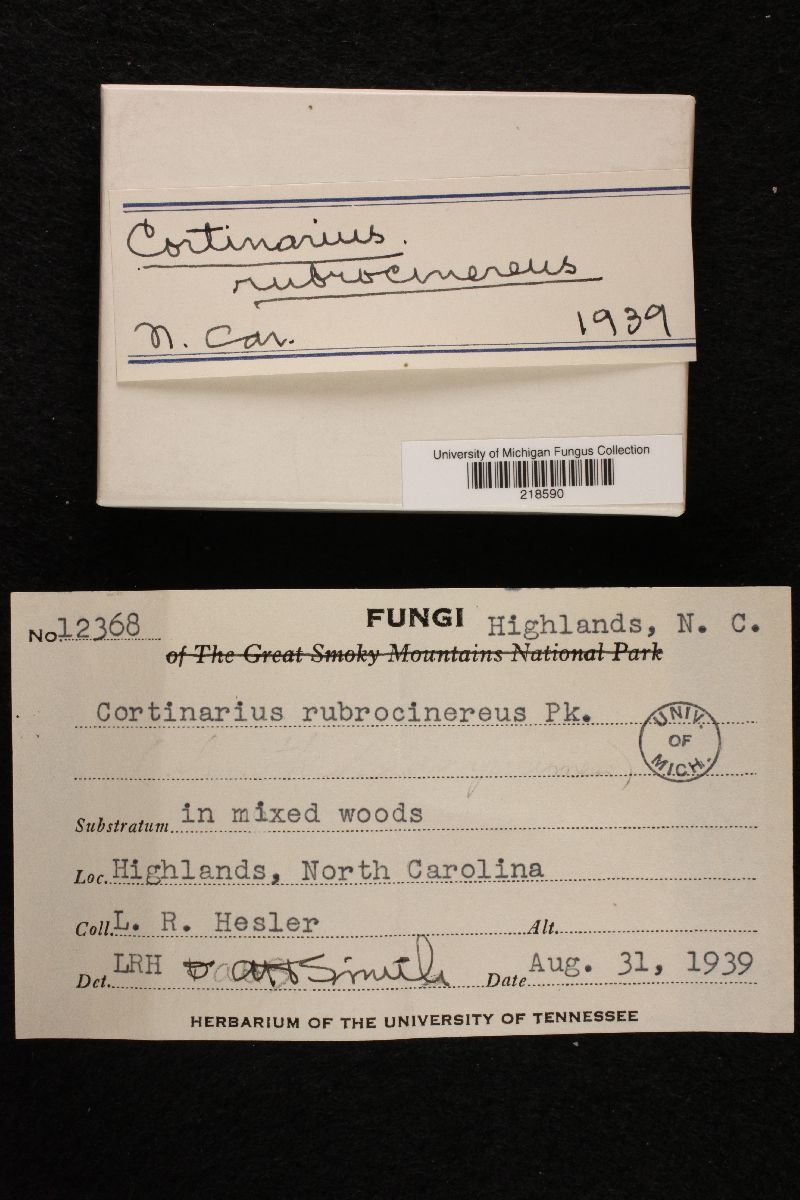 Cortinarius rubrocinereus image