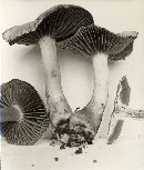 Cortinarius rubripes image