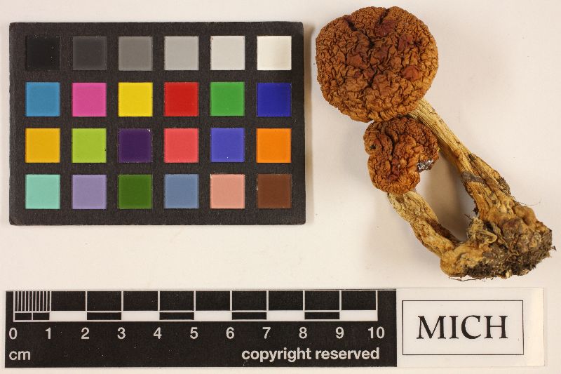 Cortinarius saginus image