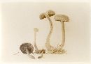 Cortinarius sanguineus image