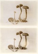 Cortinarius sanguineus image