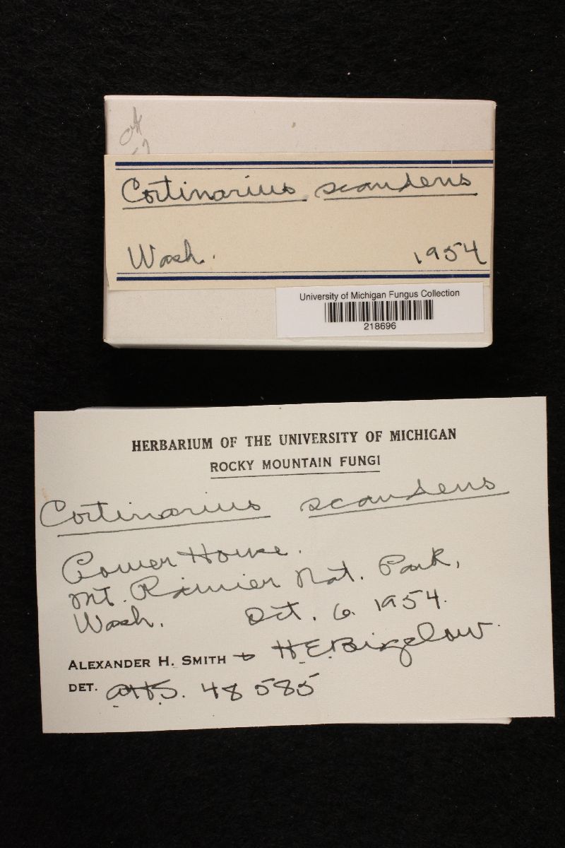 Cortinarius scandens image