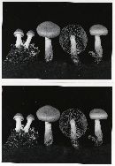 Cortinarius semisanguineus image