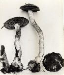 Cortinarius sphagnophilus image