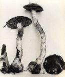 Cortinarius sphagnophilus image