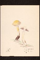 Cortinarius sphaerosporus image