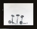 Cortinarius subcroceofolius image
