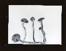 Cortinarius subcroceofolius var. subcroceofolius image