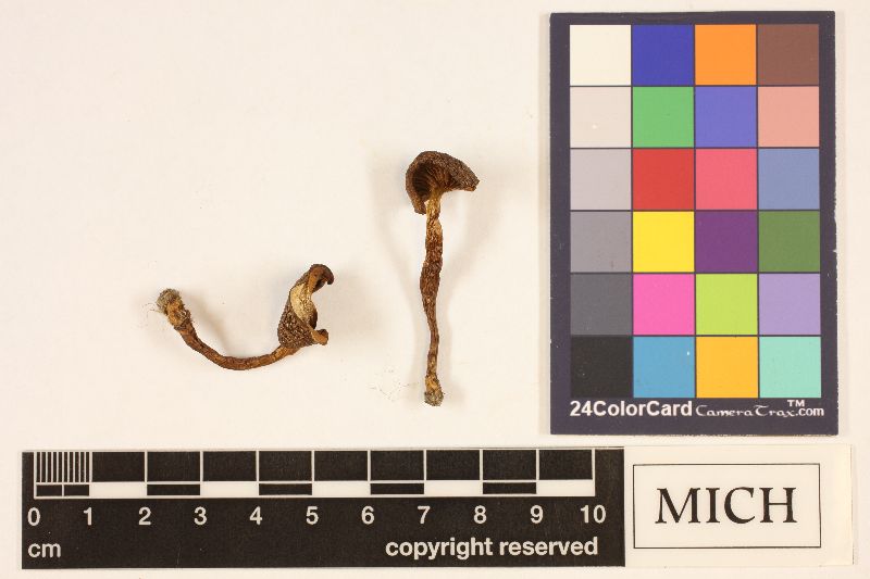 Cortinarius subcroceofolius var. sordidipes image
