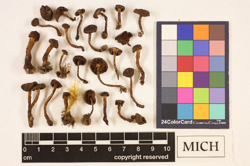Cortinarius subcroceofolius var. subcroceofolius image