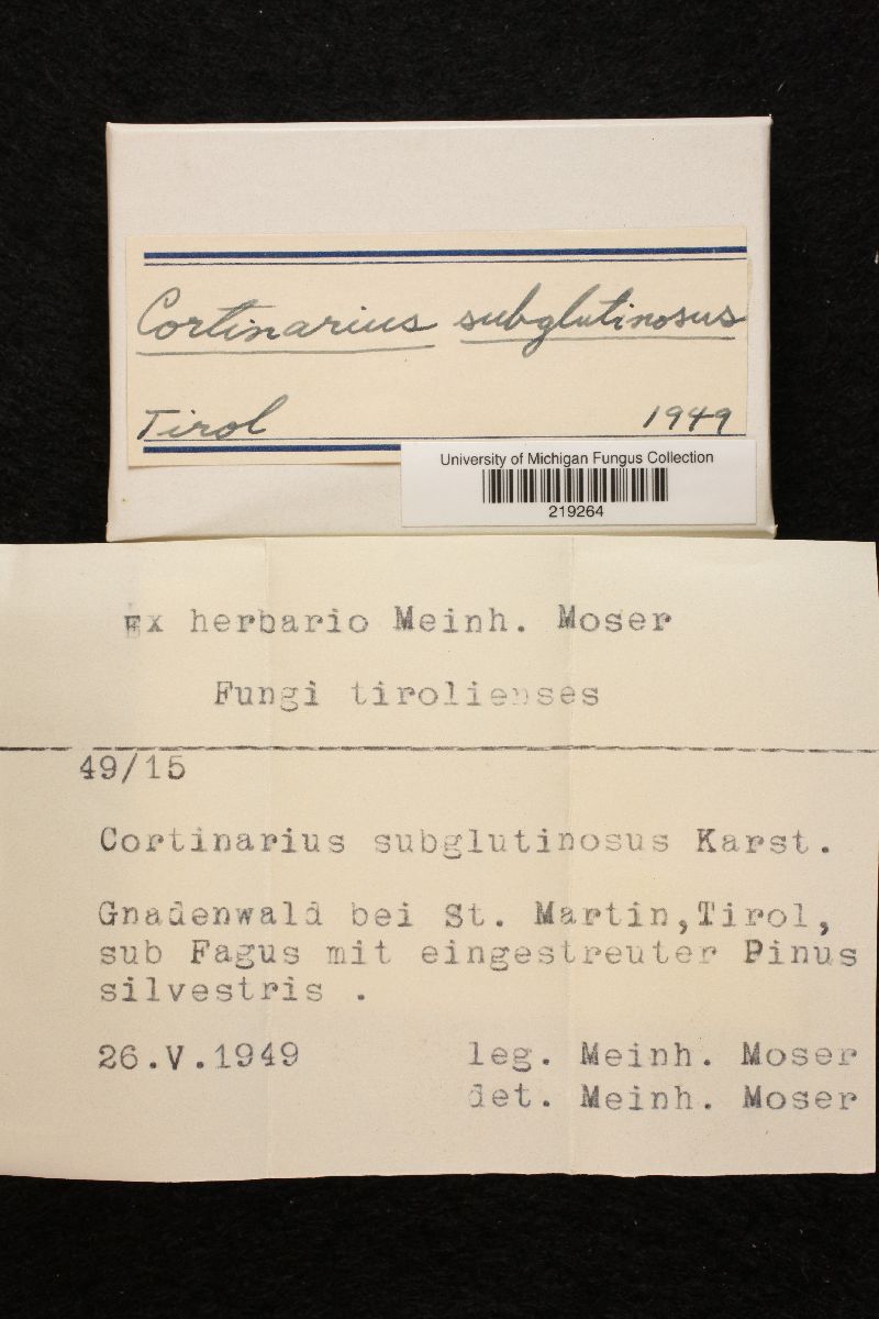 Cortinarius subglutinosus image