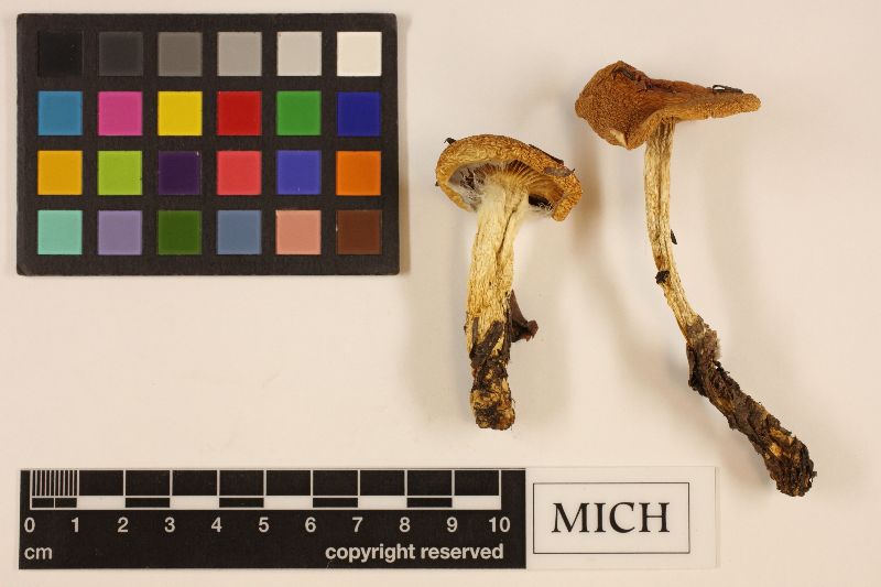 Cortinarius submarginalis image