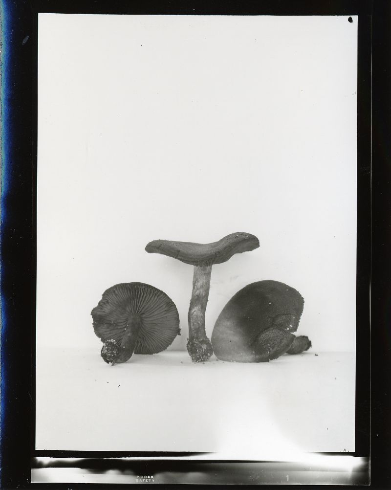 Cortinarius subcroceofolius image