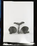 Cortinarius subcroceofolius var. subcroceofolius image