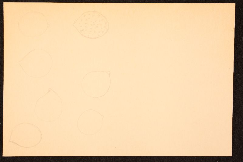 Cortinarius subnotatus image